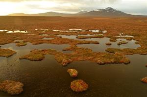 CC BY-SA 2.0 File:Wetland in the Flow Country, Scotland, UK - geograph.org.uk 